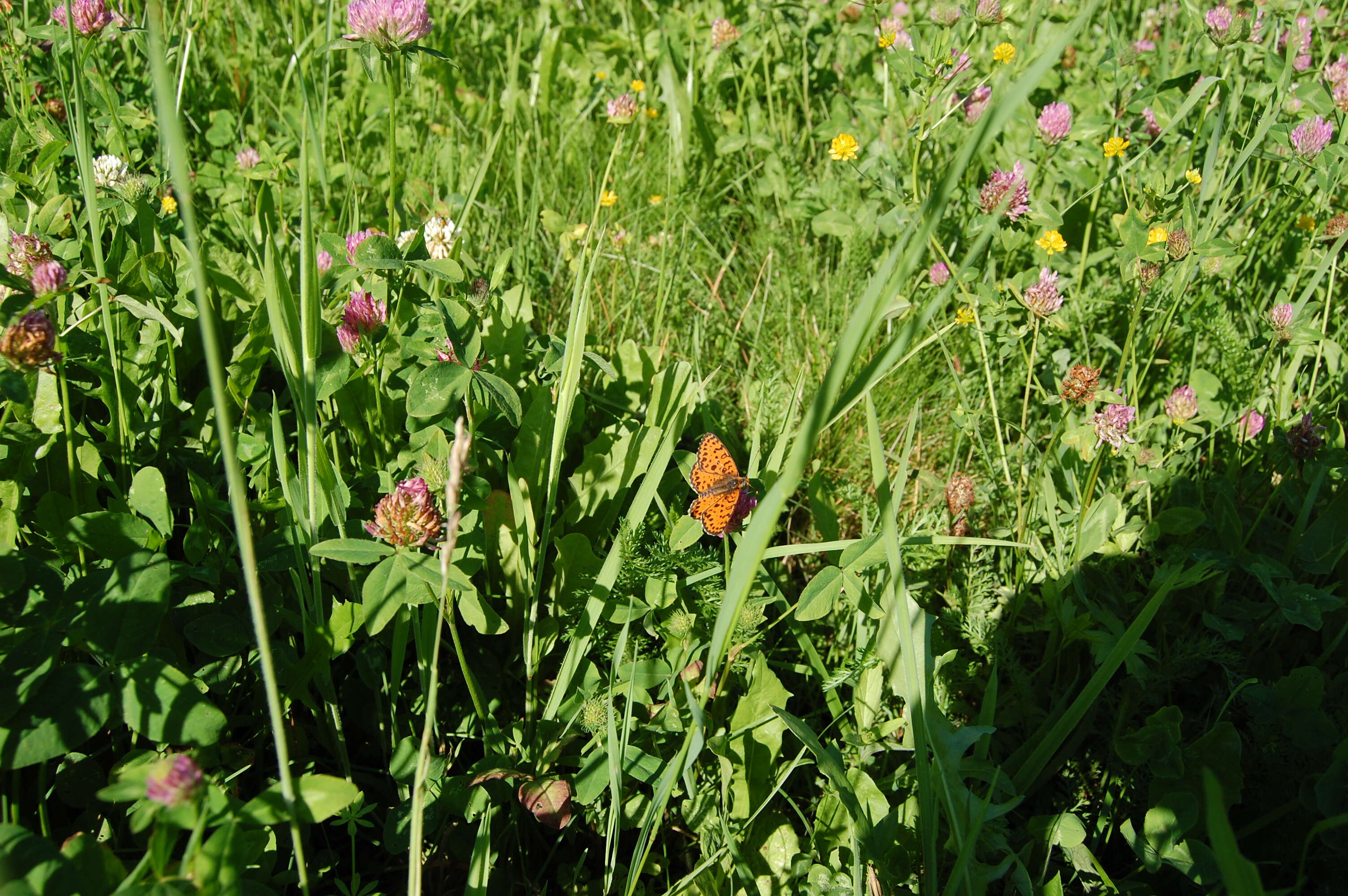 Image of Red-Band Fritillary