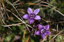 Image of chiltern gentian