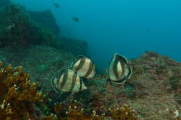 Image of Banded Butterflyfish