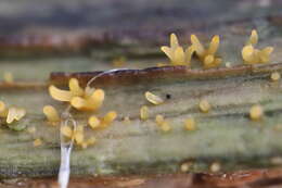 Image of Calocera cornea (Batsch) Fr. 1827