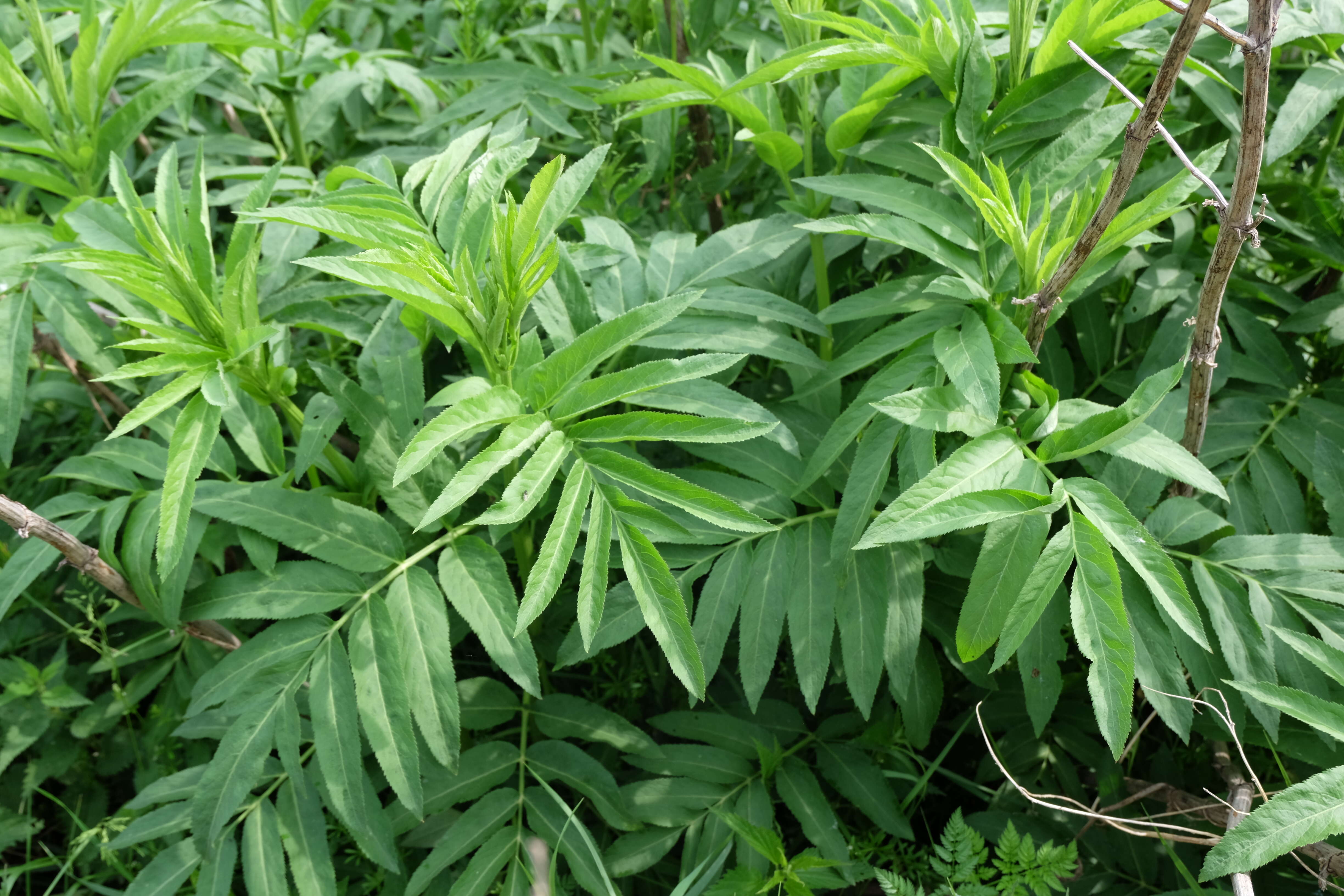 Imagem de Sambucus ebulus L.