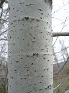 Image of White Poplar