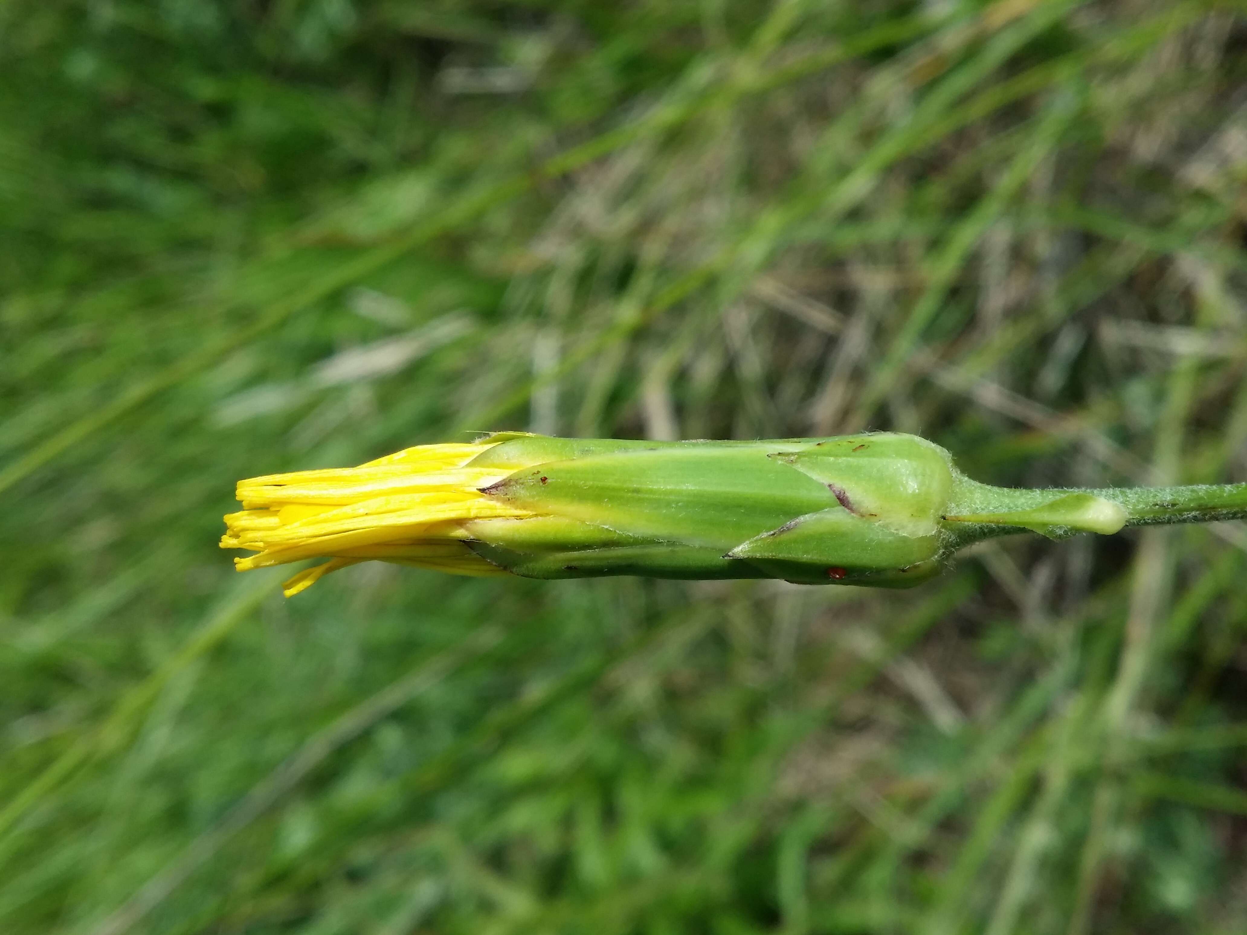 Image of black salsify