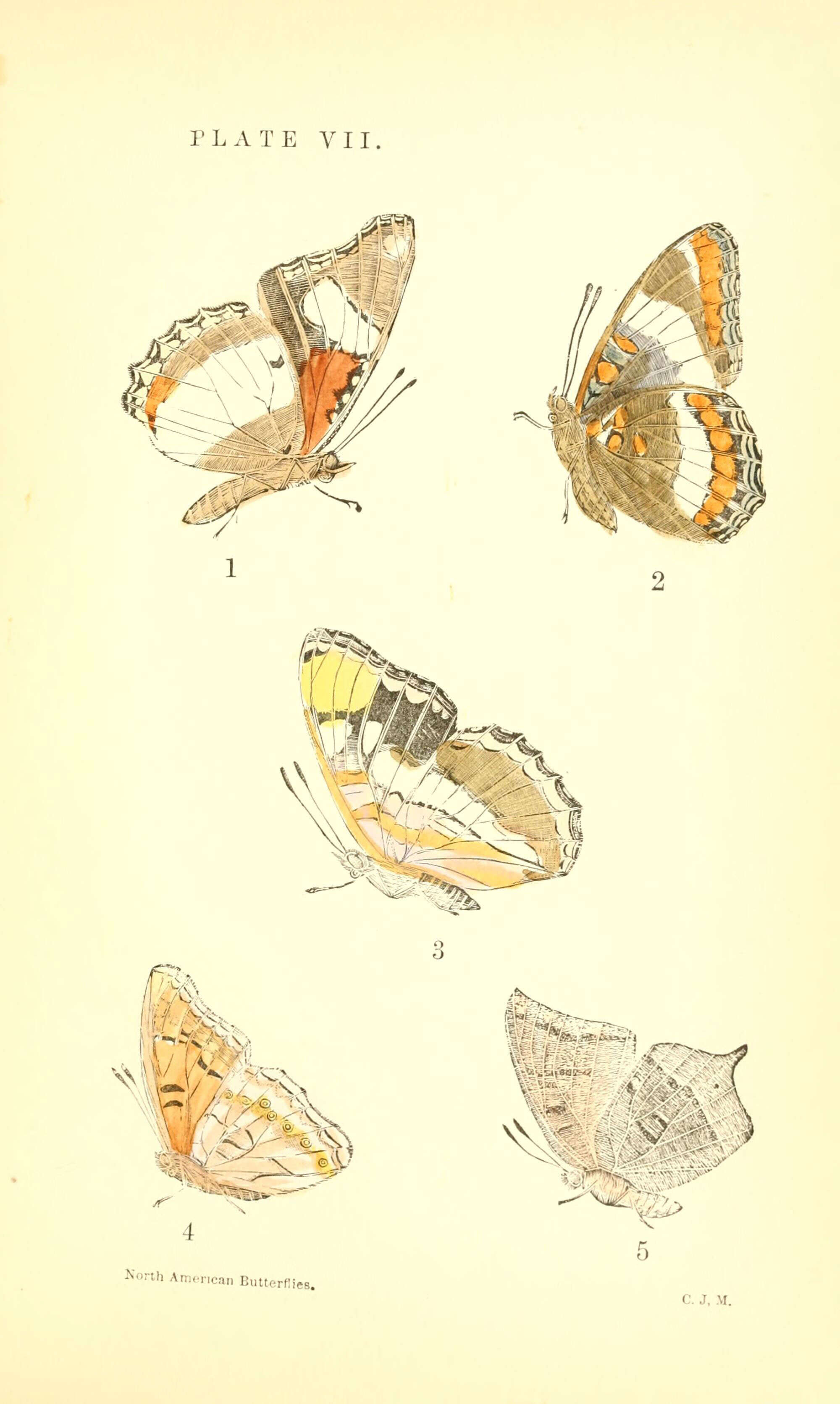 Image de Asterocampa clyton Boisduval & Leconte 1833