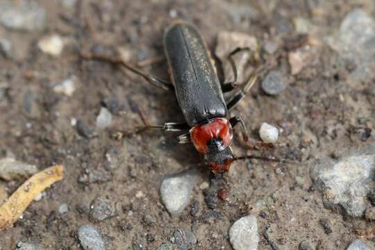 Imagem de Cantharis fusca