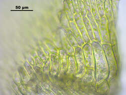 Image de Pseudocalliergon trifarium Loeske 1907