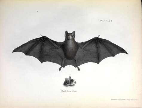 Image of Spear-nosed Bats.