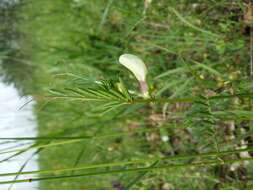 Image of smooth yellow vetch