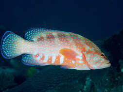 Image of Coral Hind