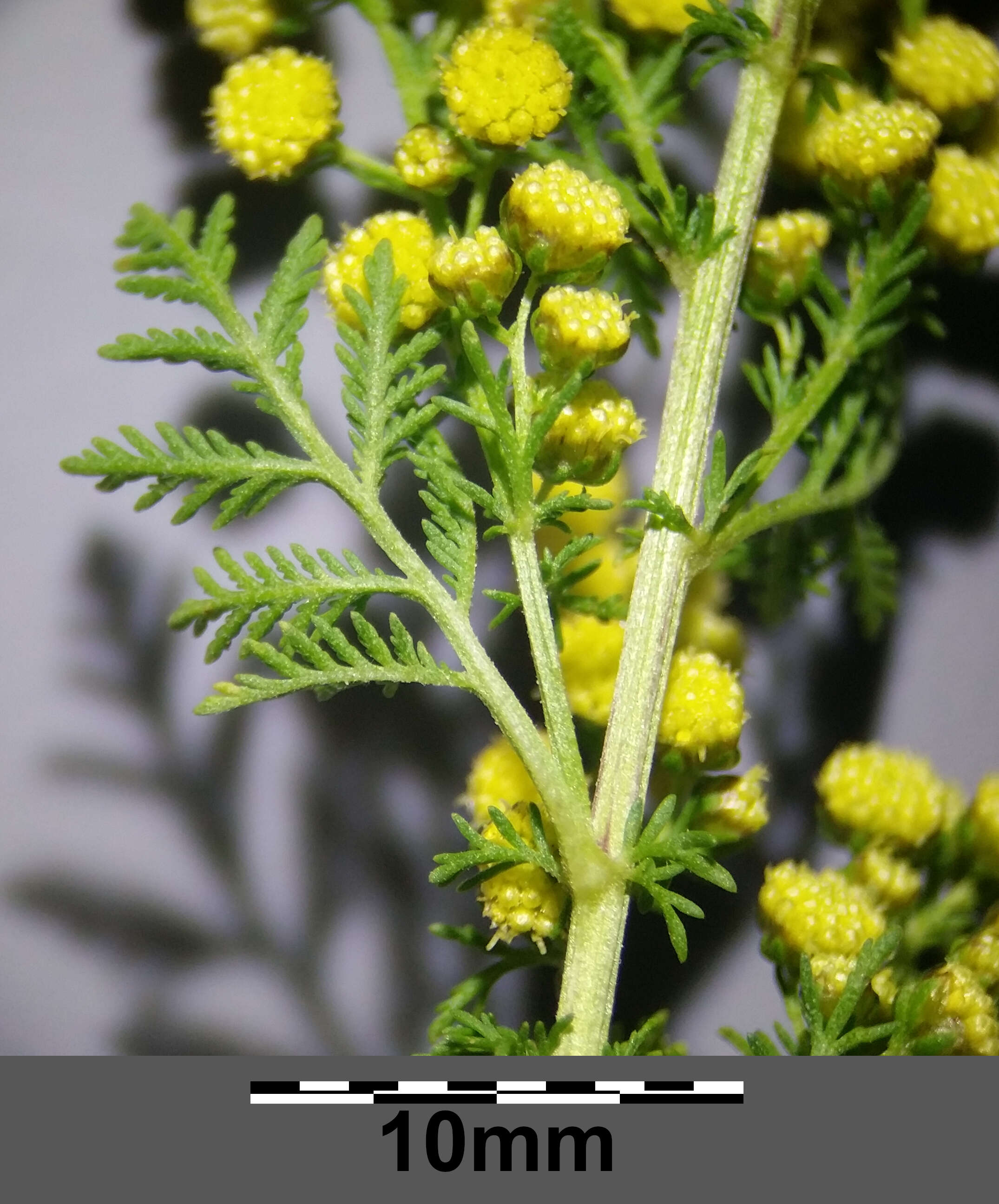 Image of sweet sagewort