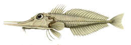 Image of Satyrichthys