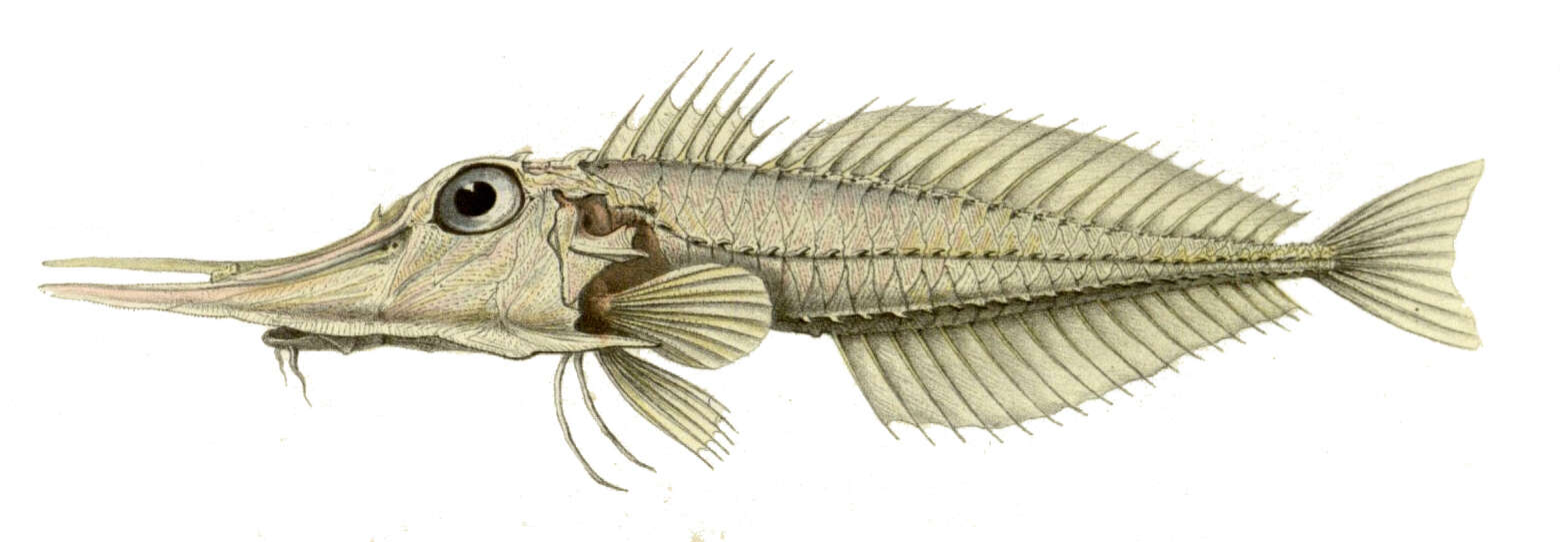 Image of Satyrichthys