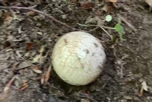 Image of Stinkhorn