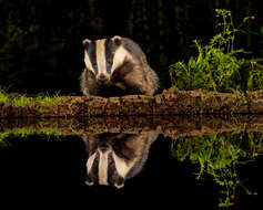 Image of badger