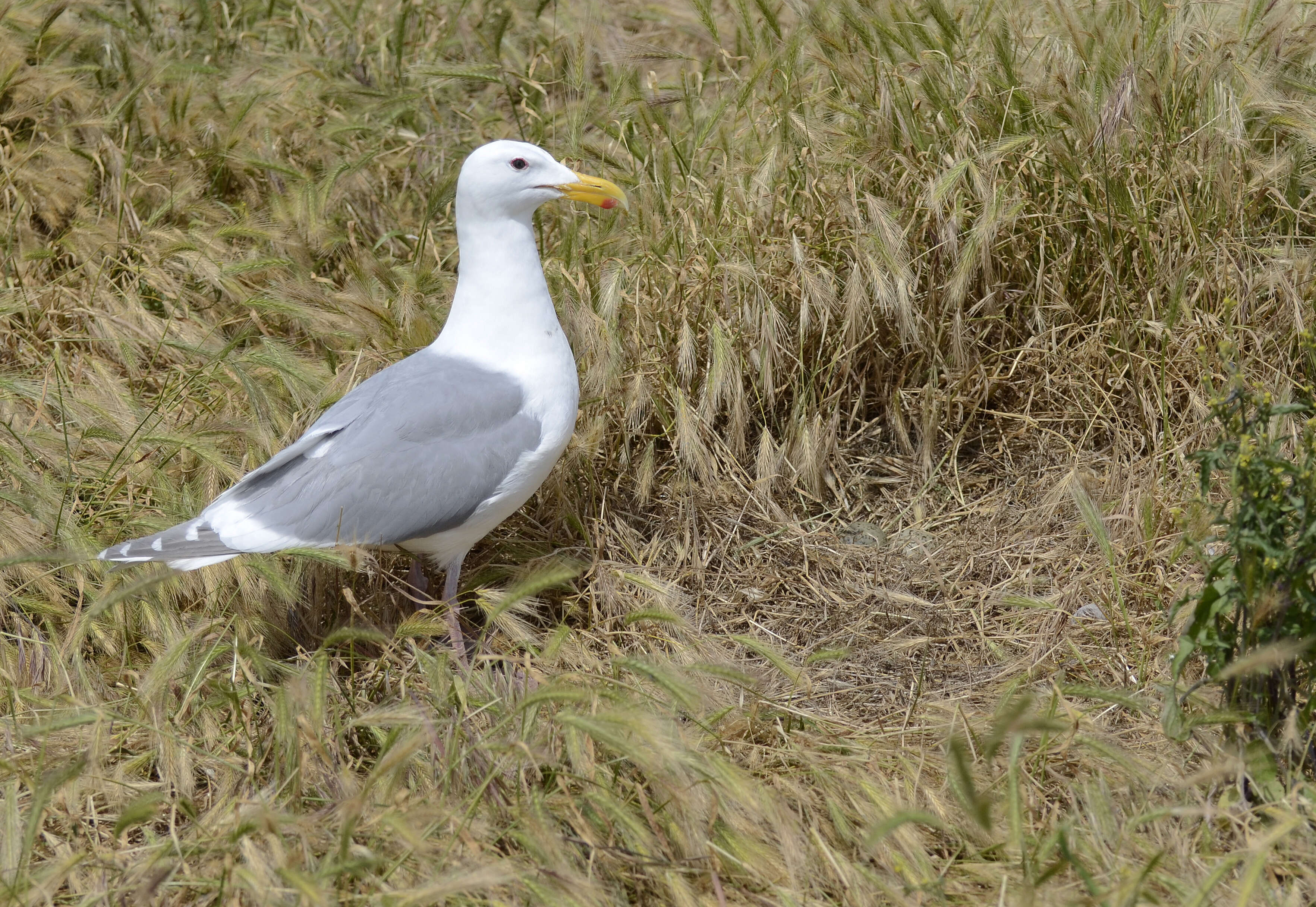 Image of Glaucous-winged Gull