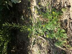 Image of treacle mustard