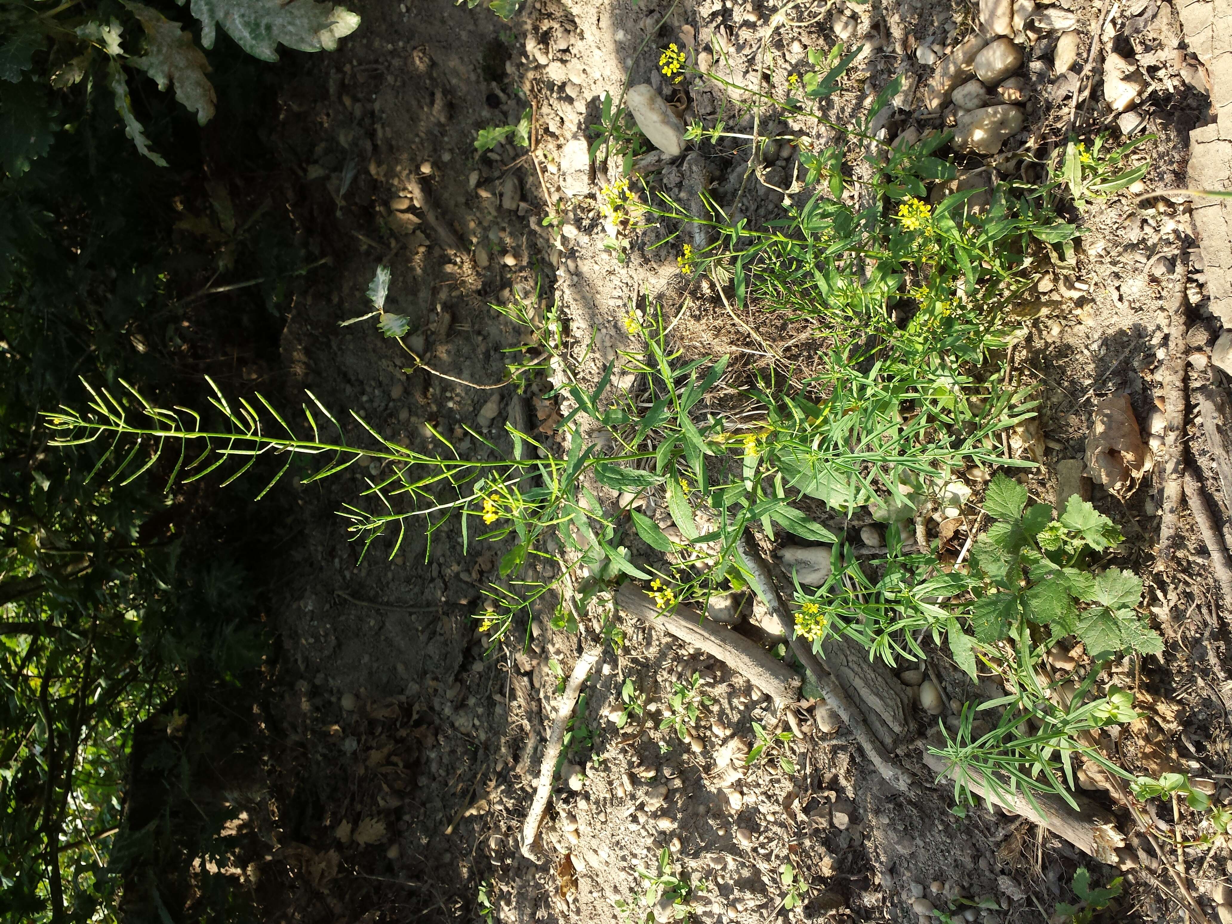 Image of treacle mustard