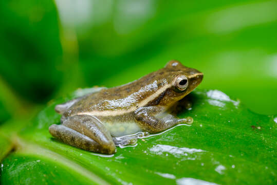 Image of Feihyla vittata (Boulenger 1887)