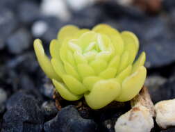 Imagem de Pinguicula esseriana B. Kirchner