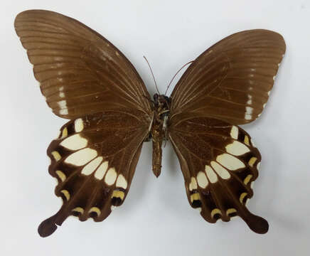 Image of Papilio hipponous Felder & Felder 1862