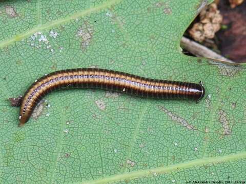 Image of Striped Millipede