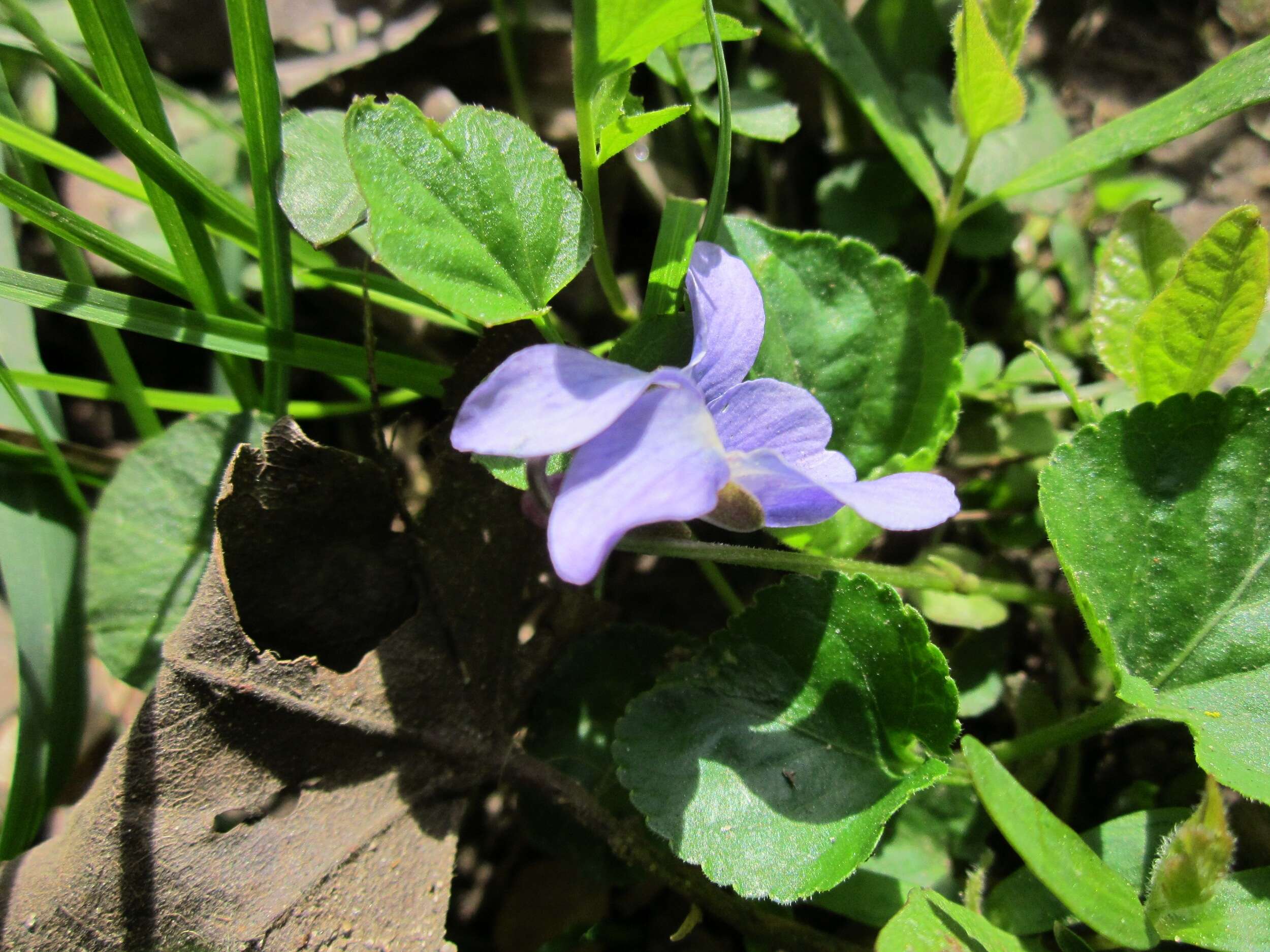 Image of sweet violet