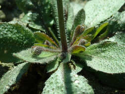 Image of Mouse-ear Cress