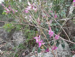 Image de Indigofera cassioides DC.