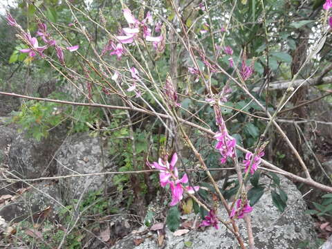 Imagem de Indigofera cassioides DC.