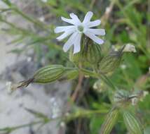 Image of night-flowering campion