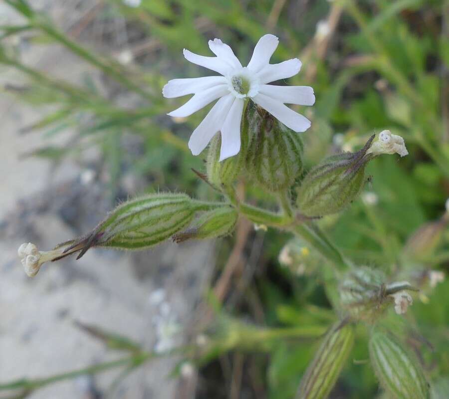 Imagem de Silene noctiflora L.