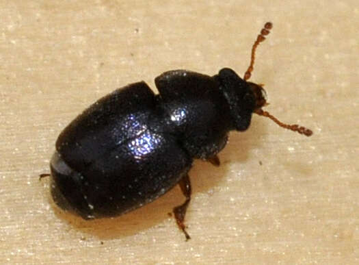 Image of Nettle Pollen Beetle