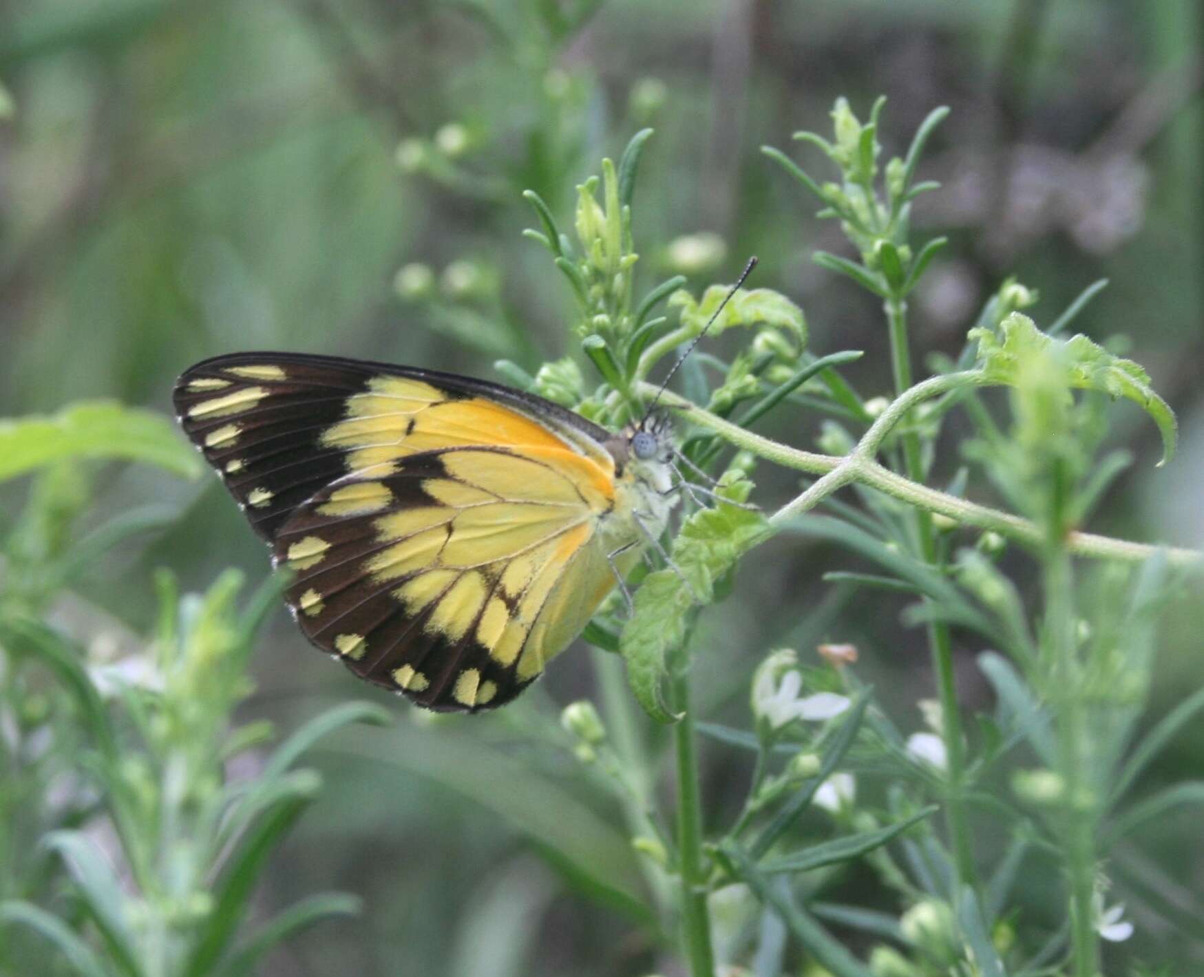 Image of Belenois creona (Cramer (1776))