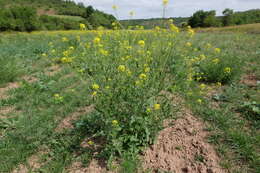 Imagem de Sisymbrium loeselii L.