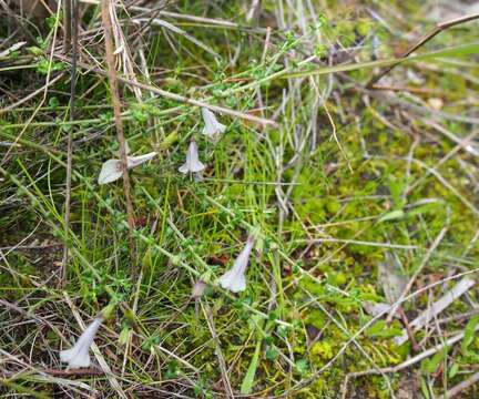 Image of Prostanthera chlorantha (F. Muell.) Benth.