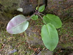 Image of Hieracium pellucidum Laest.