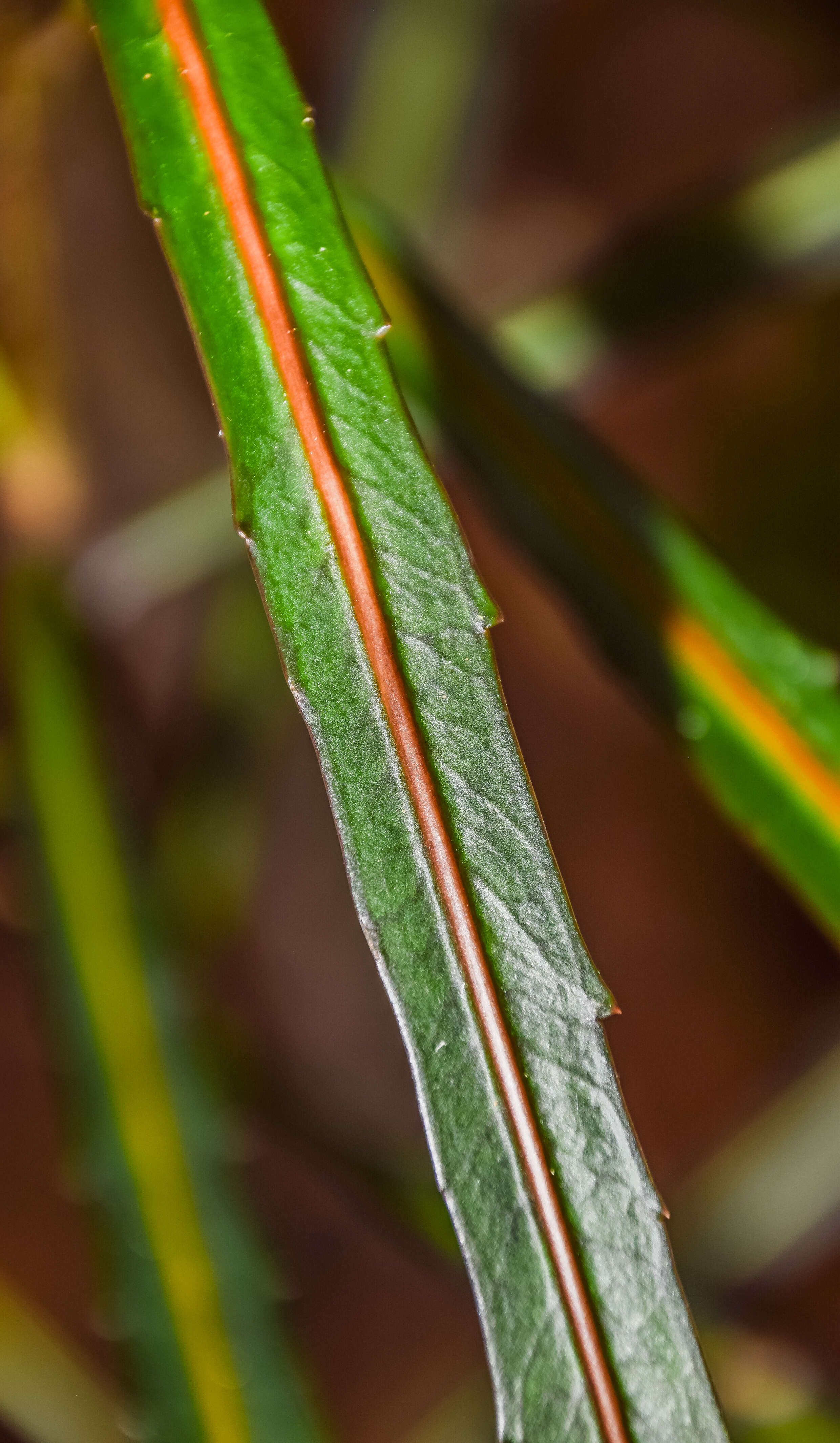 Pseudopanax crassifolius (Sol. ex A. Cunn.) K. Koch resmi