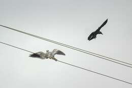 Image of Black-shouldered Kite