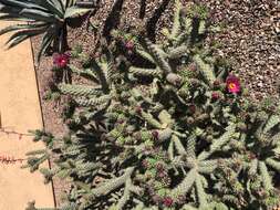 Imagem de Cylindropuntia acanthocarpa (Engelm. & J. M. Bigelow) F. M. Knuth