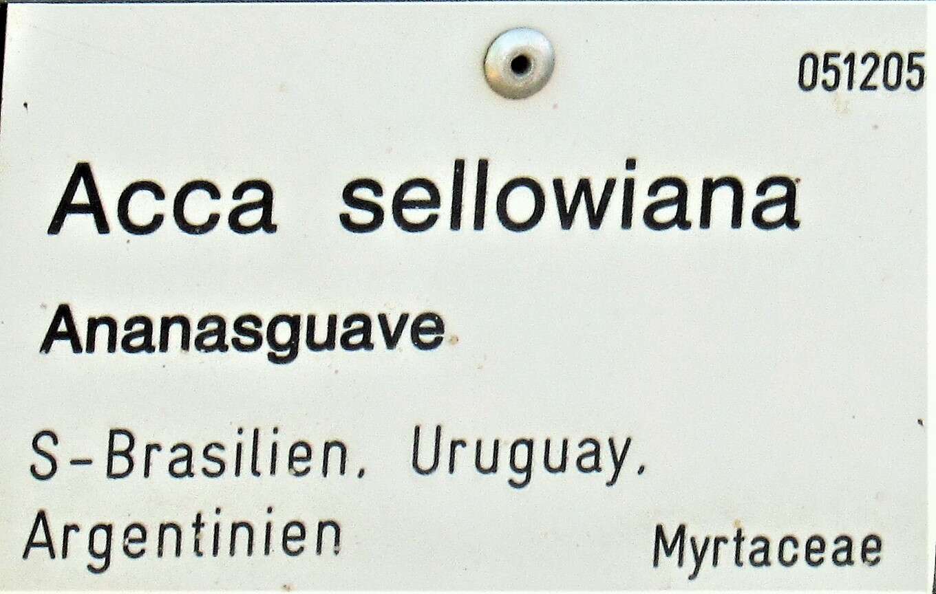 Image of Acca