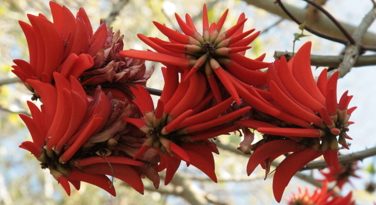 Image of coral erythrina