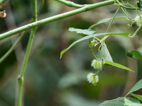 Image of Tragia involucrata L.