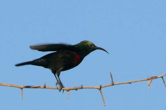 Image of Marico Sunbird