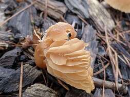 Image of Tubaria furfuracea (Pers.) Gillet 1876