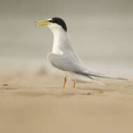 Image of Little Tern