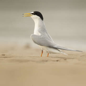 Image of Little Tern