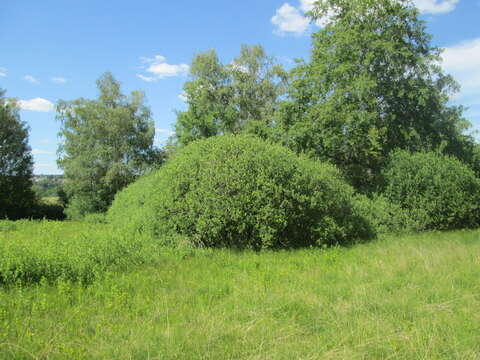 Imagem de Salix cinerea L.