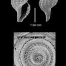 Sivun Gymnobela lineola (Dall 1927) kuva