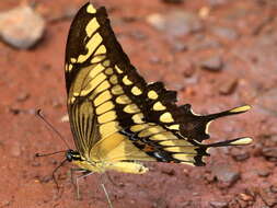 Image of Thoas Swallowtail