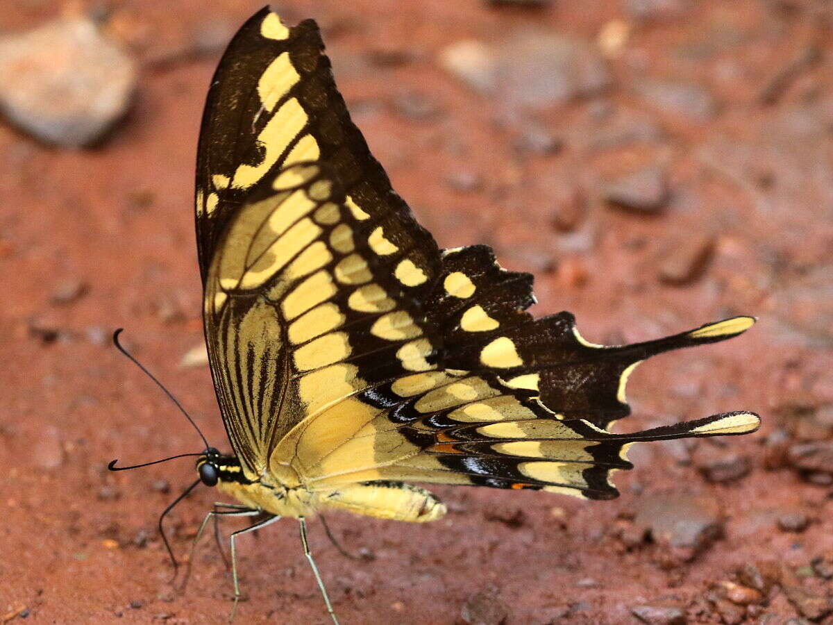 Image of Thoas Swallowtail